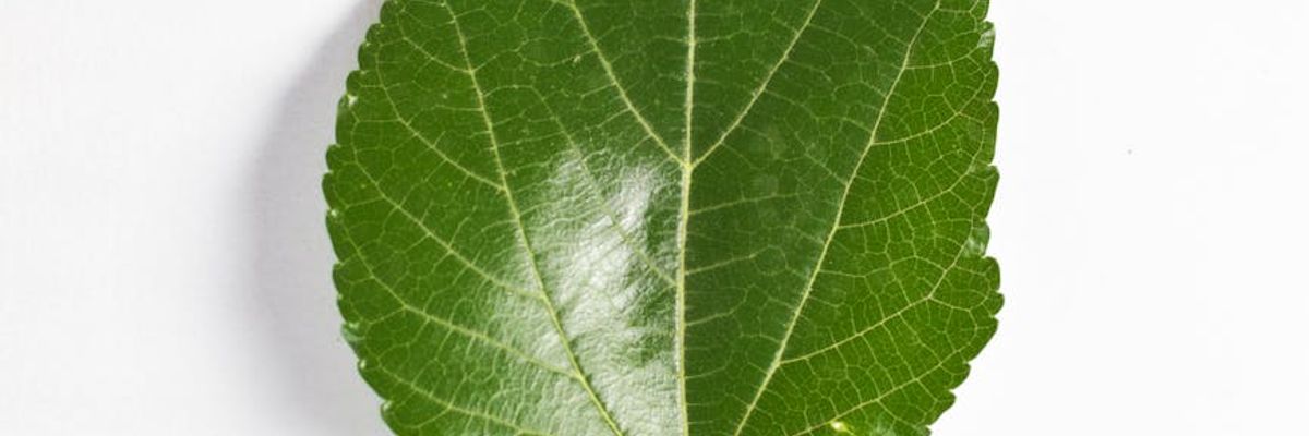 Minimalist peaceful environment with green elements